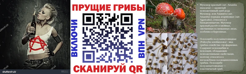 Псилоцибиновые грибы GOLDEN TEACHER  Прохладный 